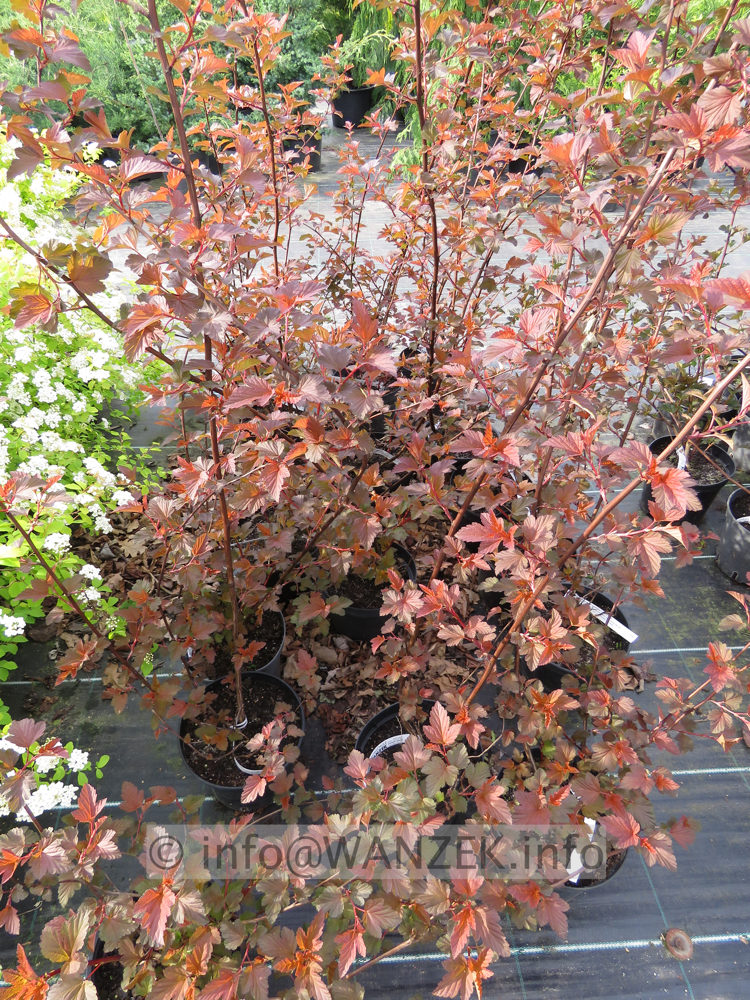 Physocarpus opulifolius Lady In Red 01.JPG